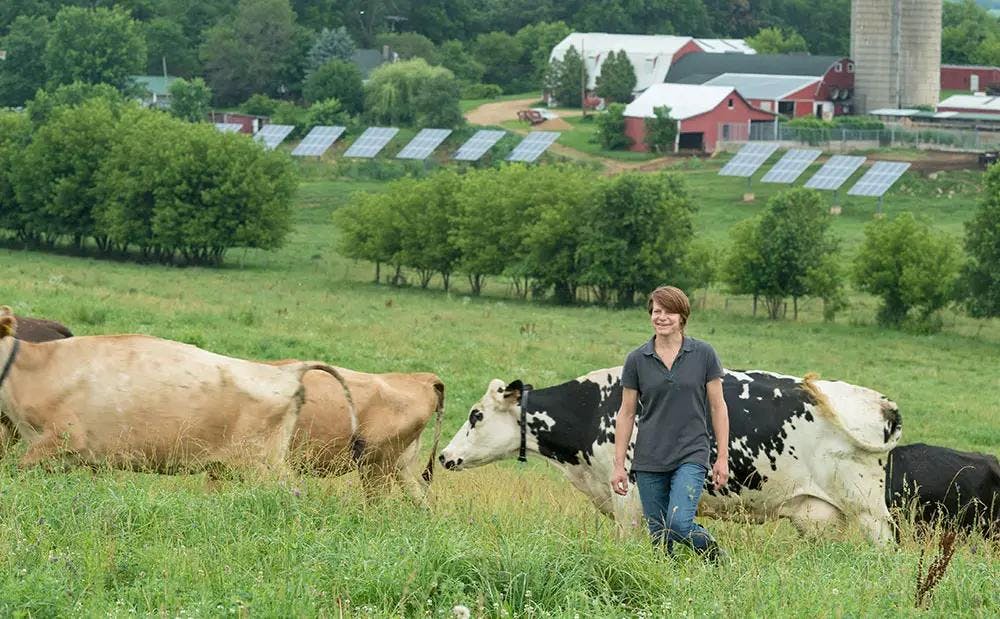 An Organic Valley farmer walking in the pasture with cows