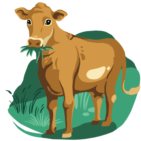 An illustrated cow chewing grass.