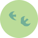 Birds in a green circle.